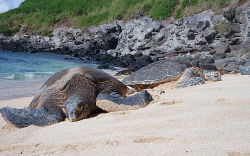 Hawaii
