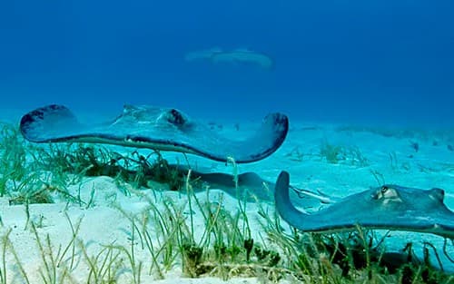 Bahamas